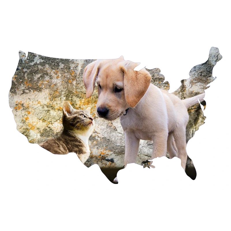 chien chiots chat