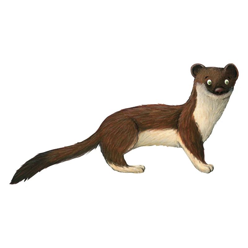 petite hermine