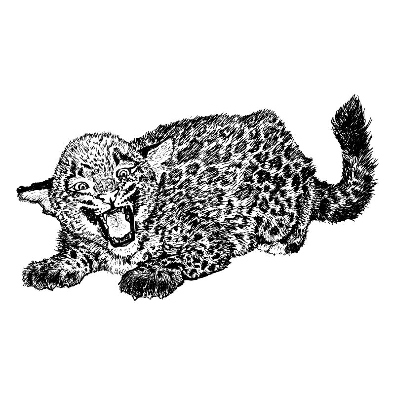 Bébé léopard excité