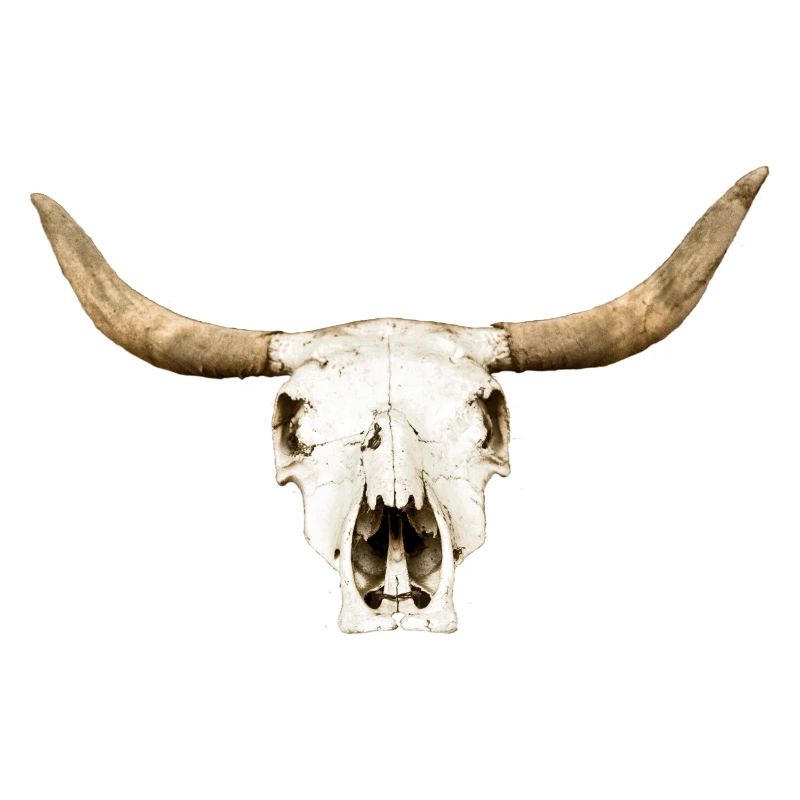 stier-schaedel