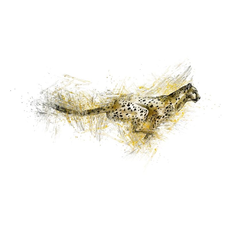 Cheetah