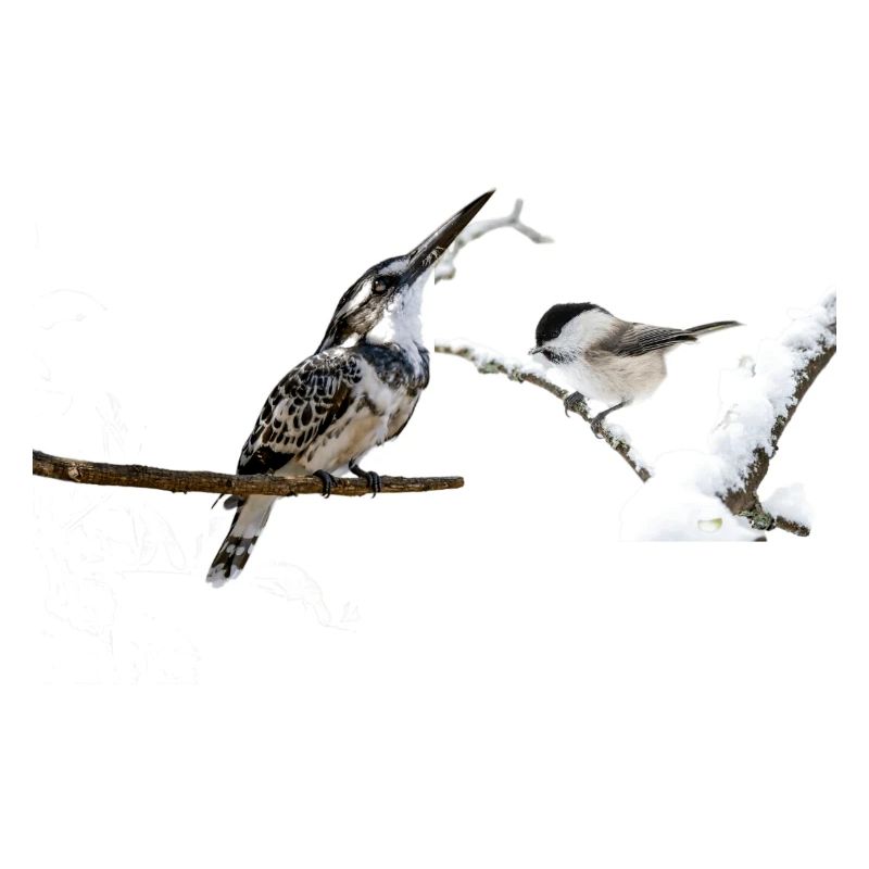 oiseaux mignon