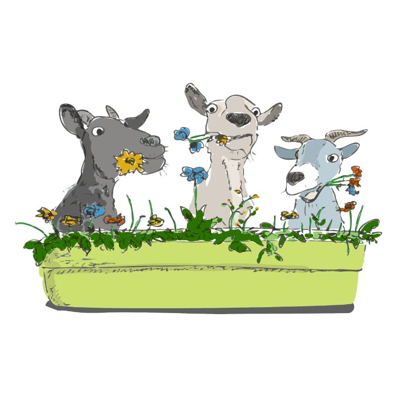 Three naughty goats