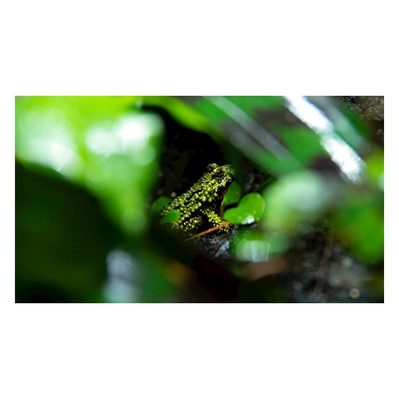 Chinese fire-bellied toad