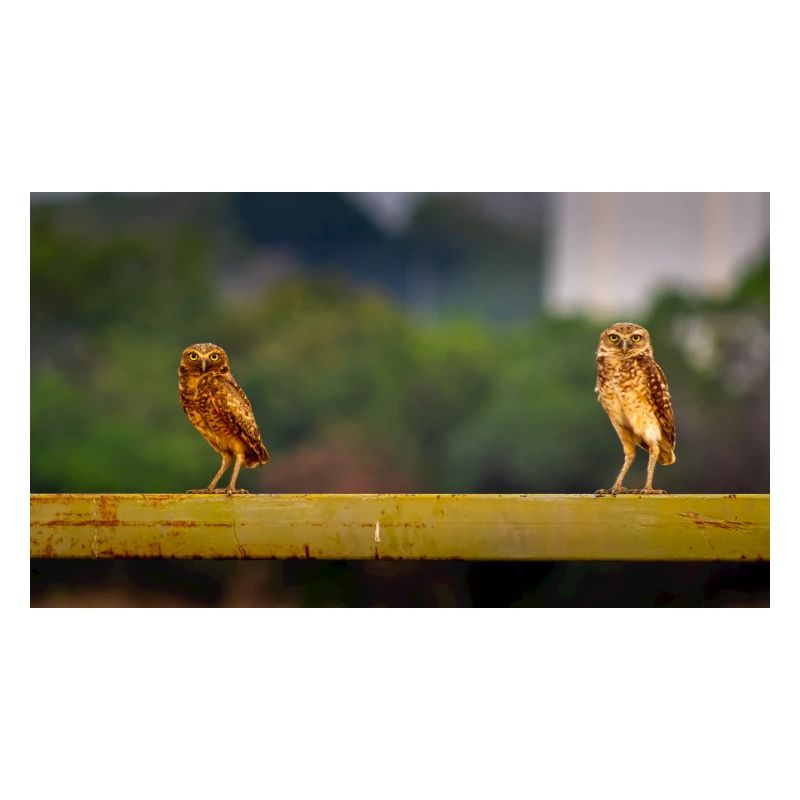 Cute owls