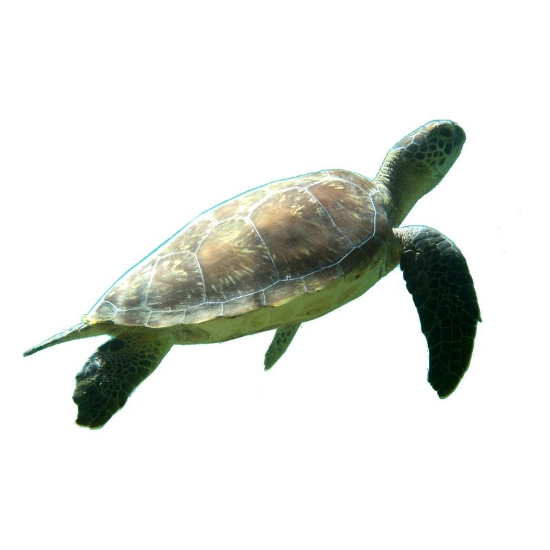 Tortue