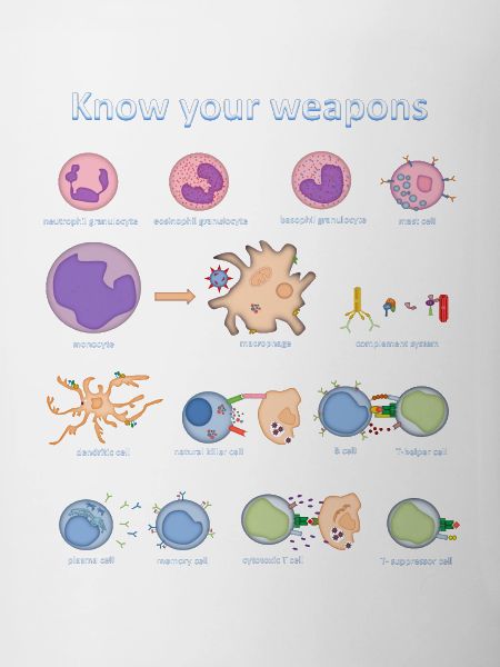 Immune system