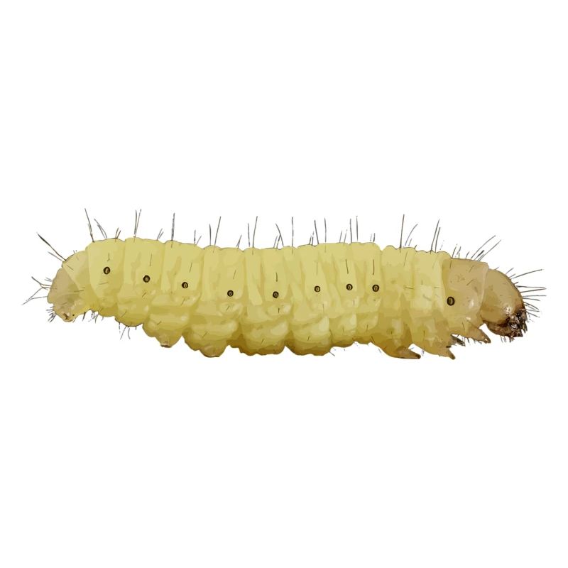 Raupe
