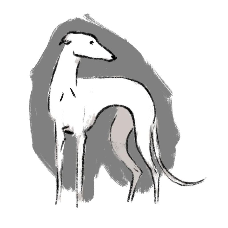 Lévrier blanc