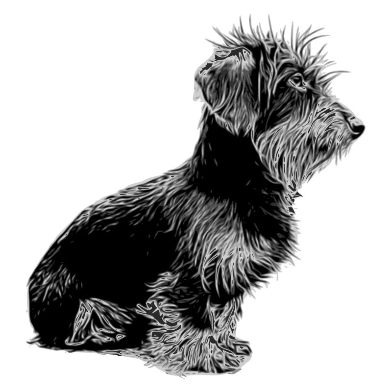 Rauhaardackel - Hund - Dackel mit Bart