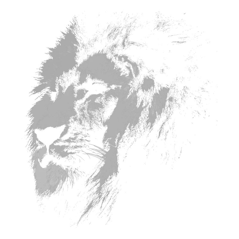 Wild lion