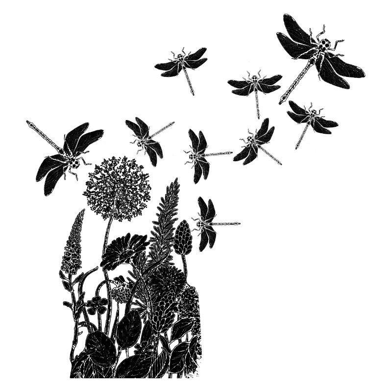 Libellules