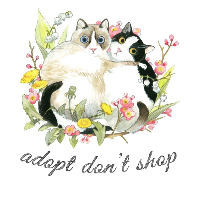 Tierschutz Katzen