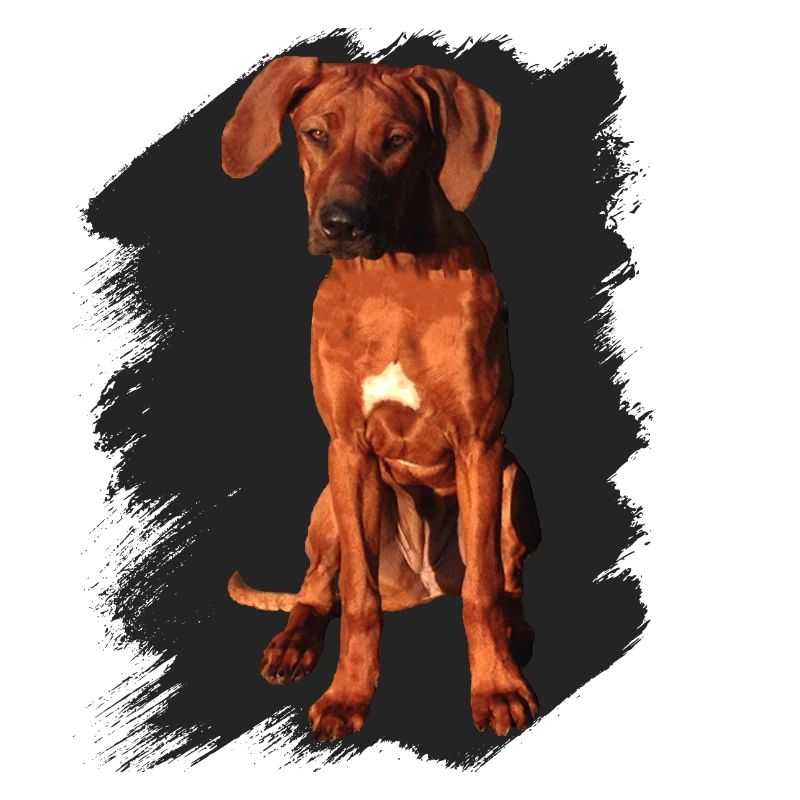 Rhodesian Ridgeback auf schwarzem Hintergrund