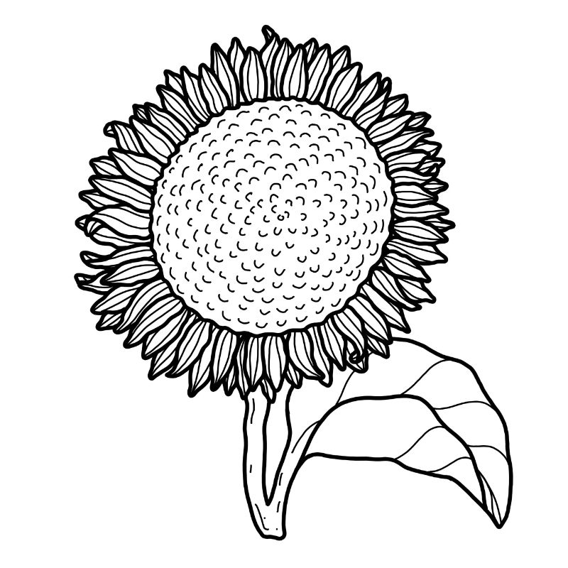 Blume Sonnenblume