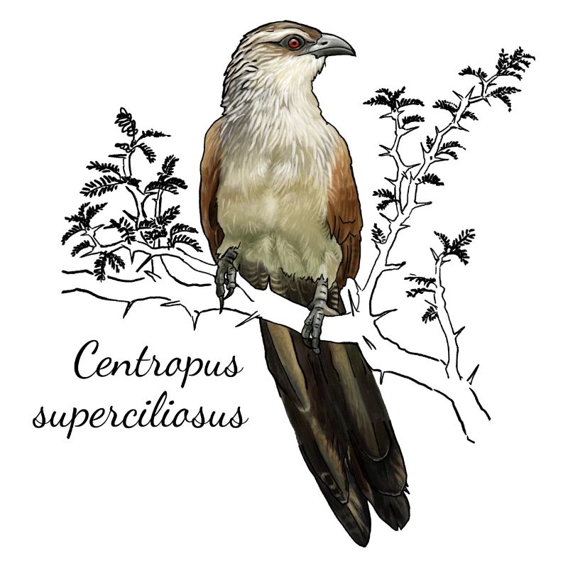 Coucou blanc-brun - Centropus superciliasus