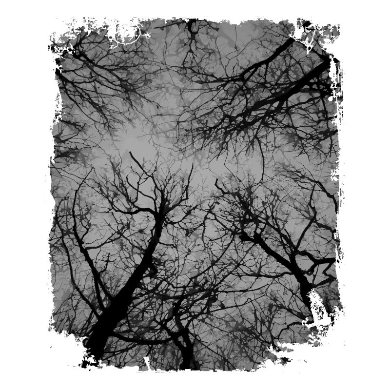 Dark Forest, Dark Woods, Nature Lovers