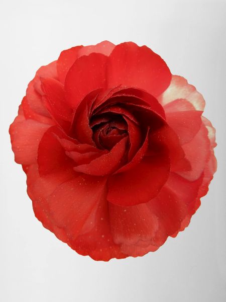 Camélia magique fleur rouge