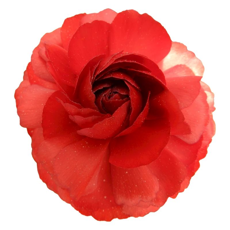 Roter Blütenzauber Camellia