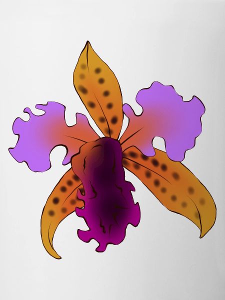 Lila-orange, auffällige Iris