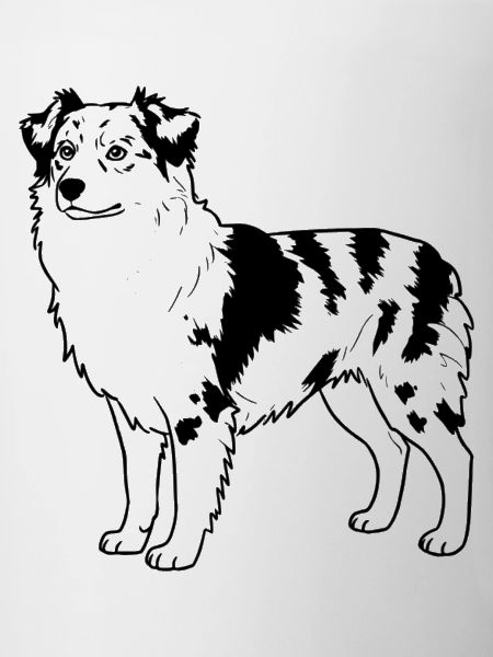 Australian Shepherd