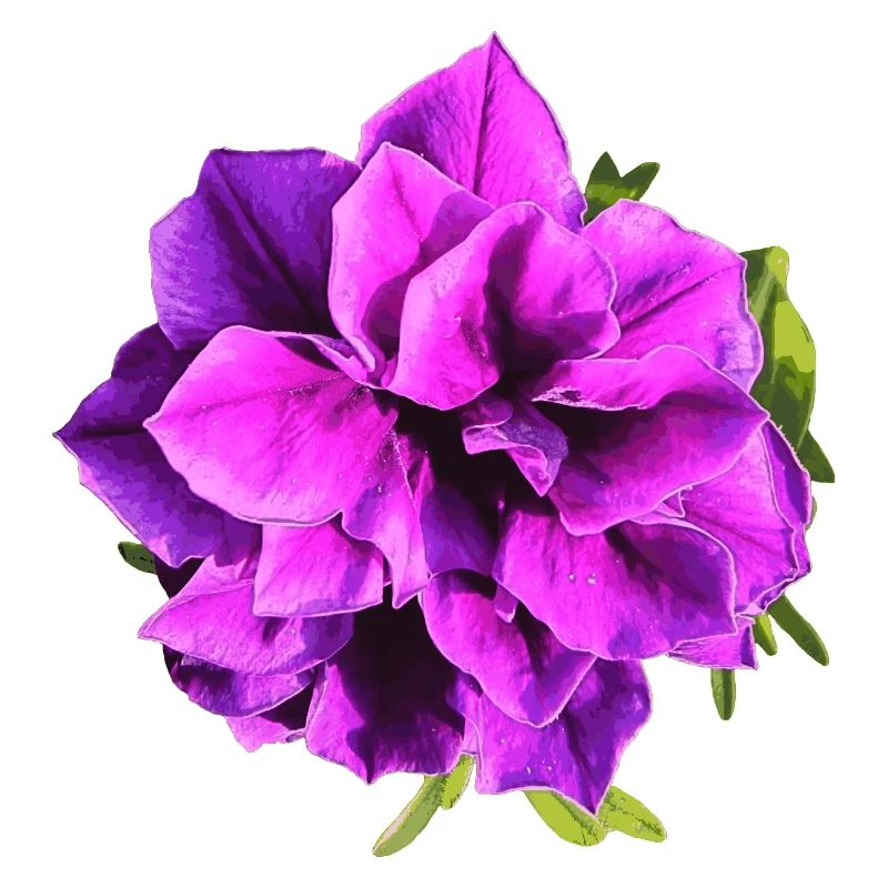 Fleur de pétunia violette