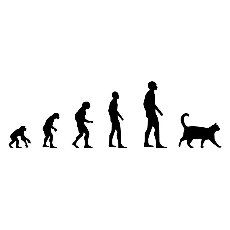 Katze – Evolution