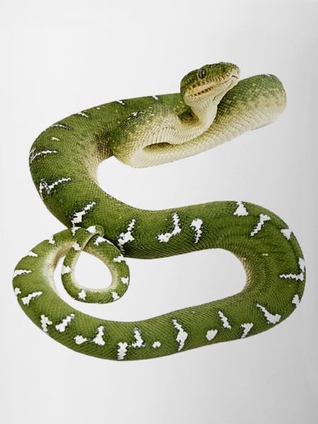 Snake reptile green white
