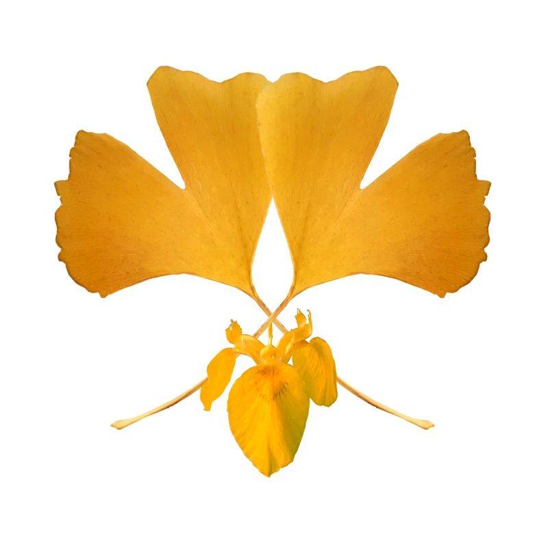 Ginkgo leaf
