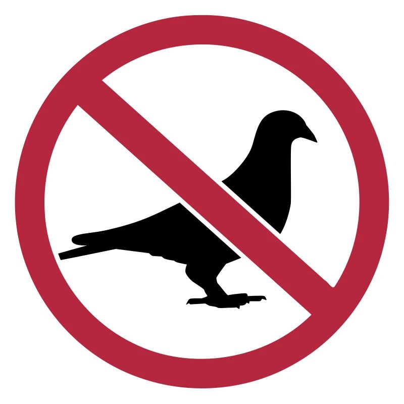 Pigeon