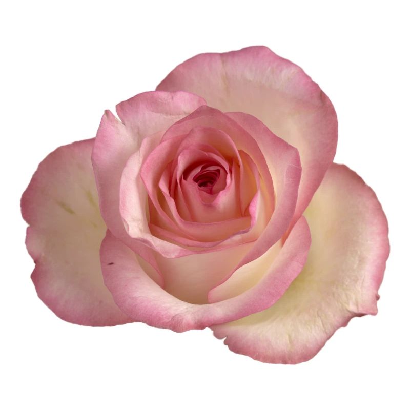 Rose / rose blanche
