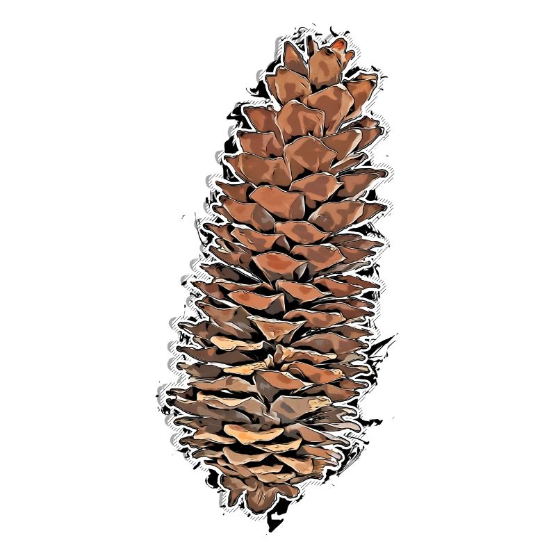 Fir cone