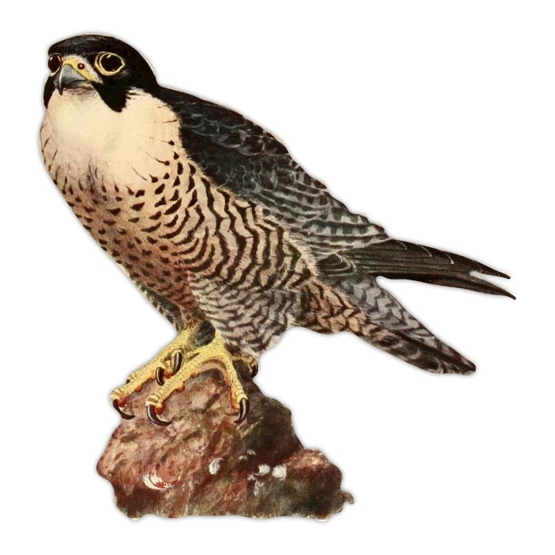 Falcon kestrel
