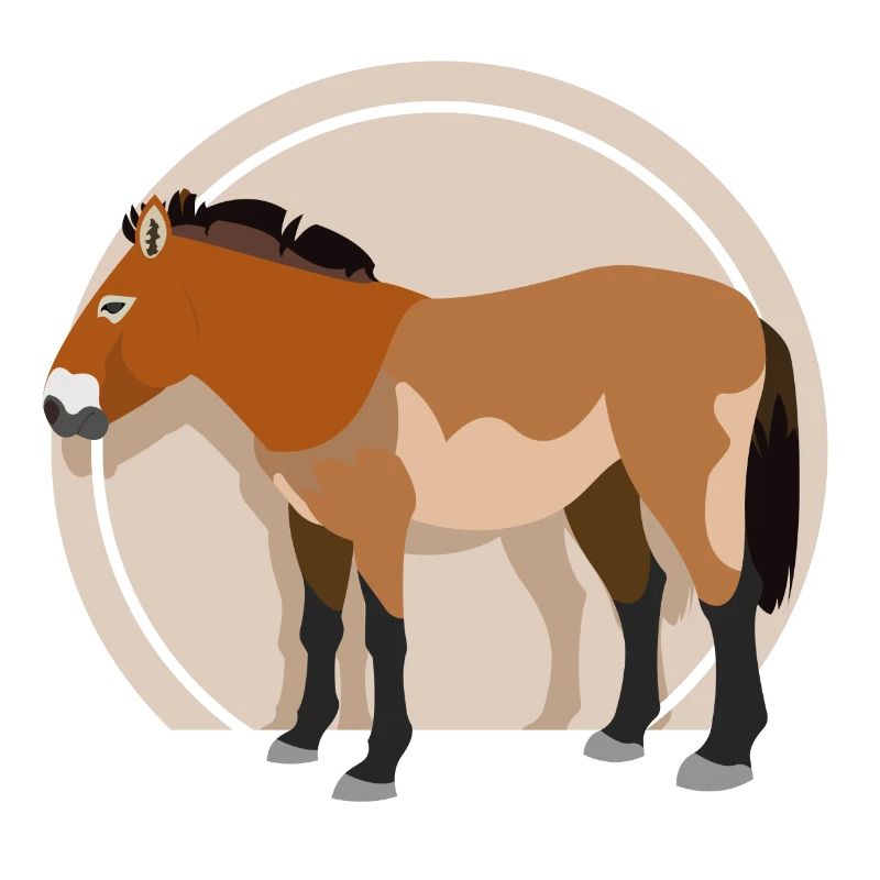 Cheval Przewalski 01