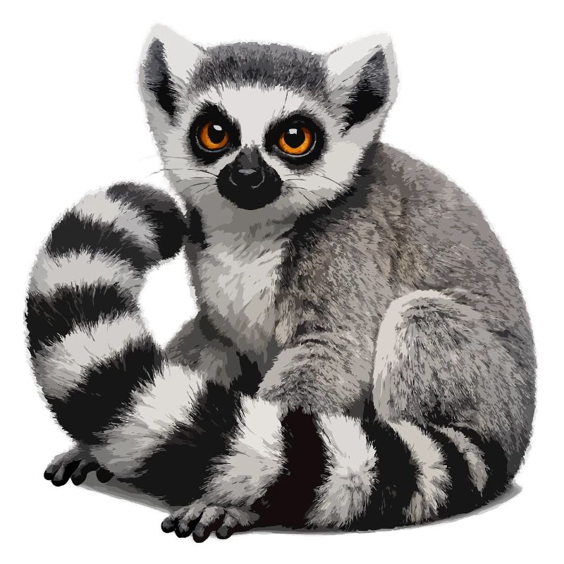 Ring-tailed lemur illustration