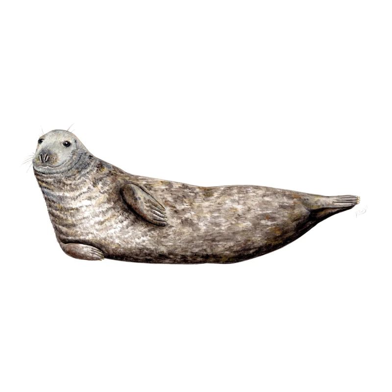 Phoque gris - gris Seal - Phoque gris