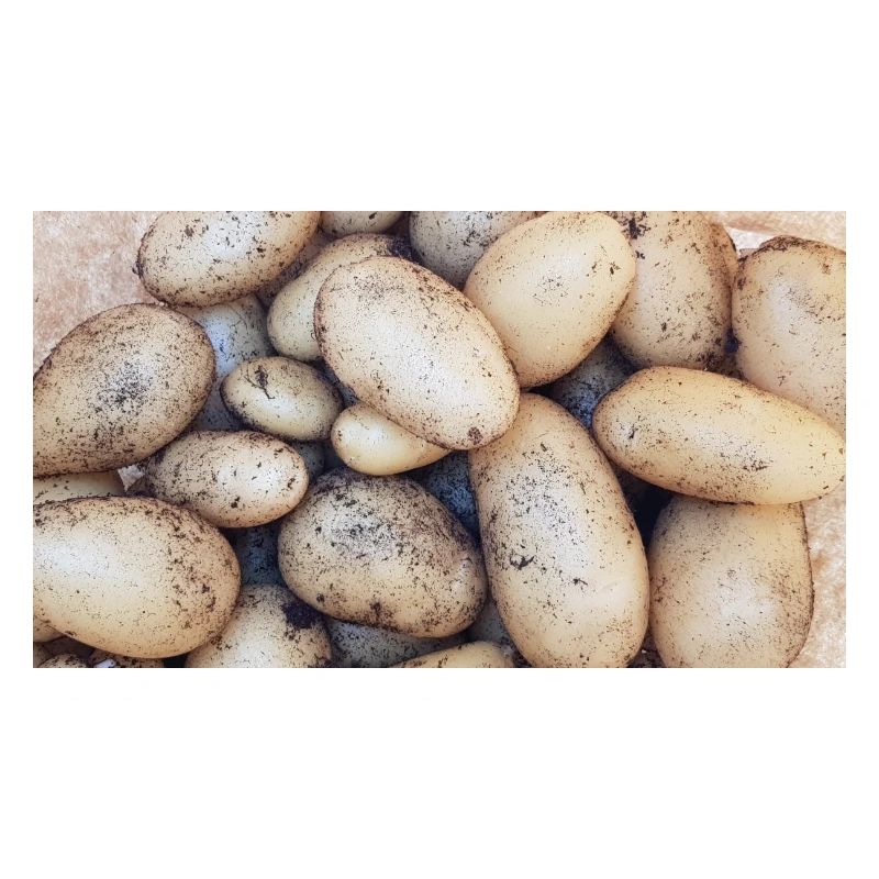 pommes de terre