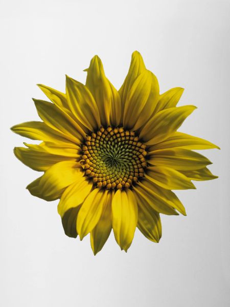 Tournesol