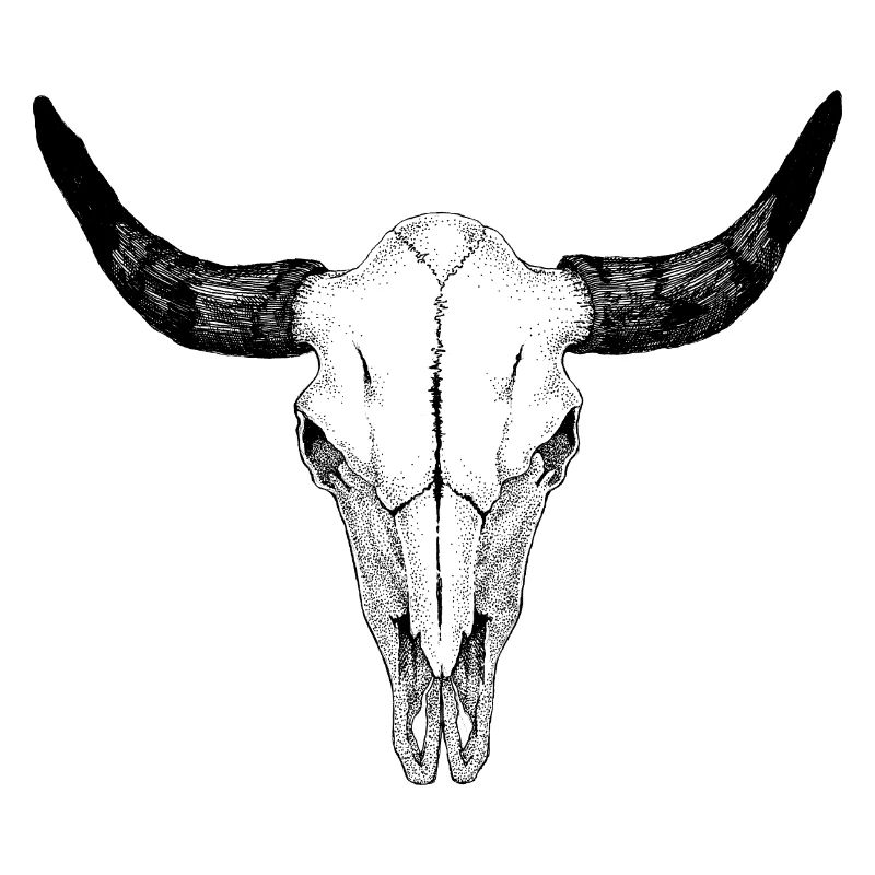 Crâne de buffle