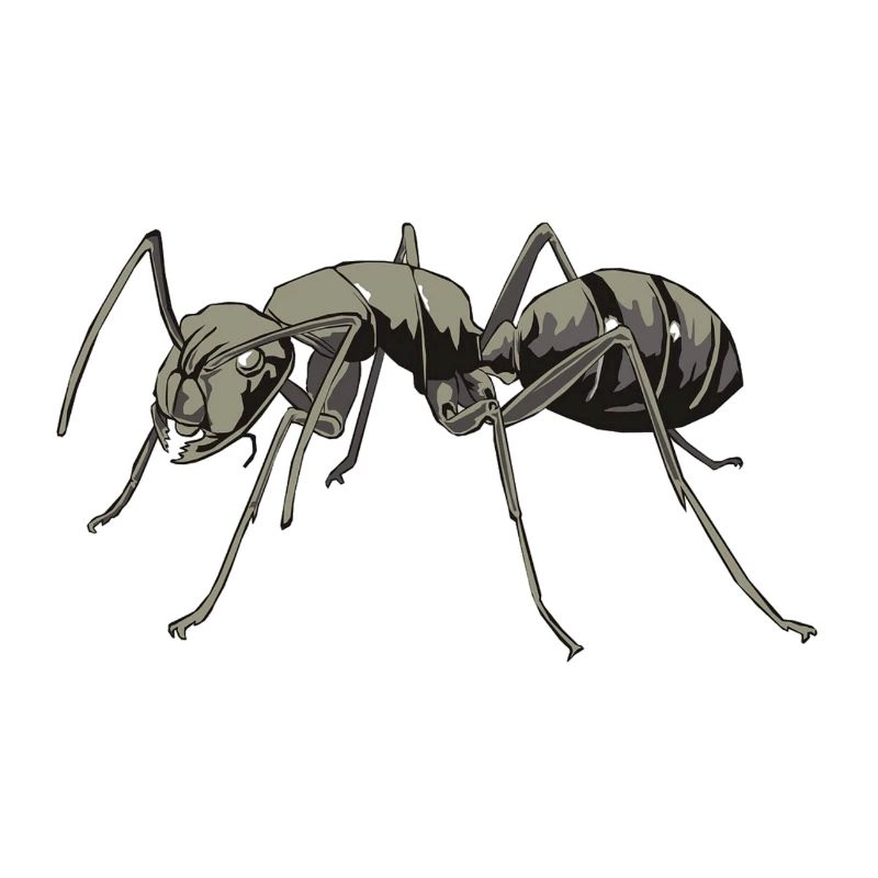 Aggro ant