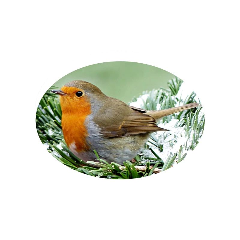robin