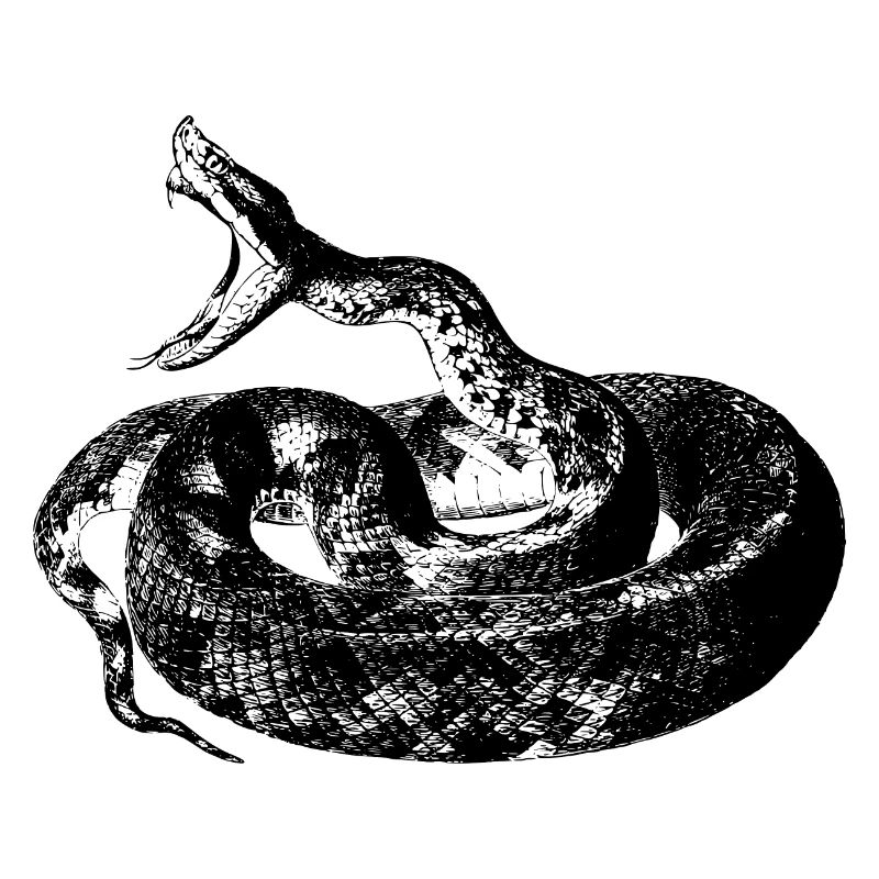 Rattlesnake