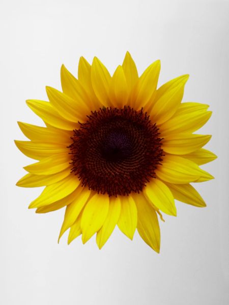 Sunflower Flowers Design