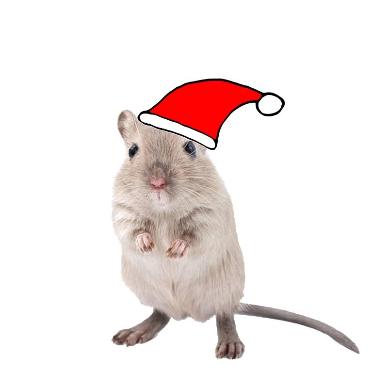 Souris de course avec bonnet de Noël