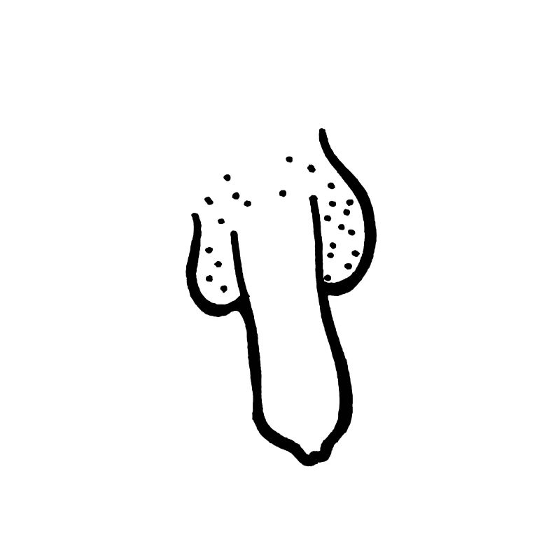 Bite pénis arbre bite