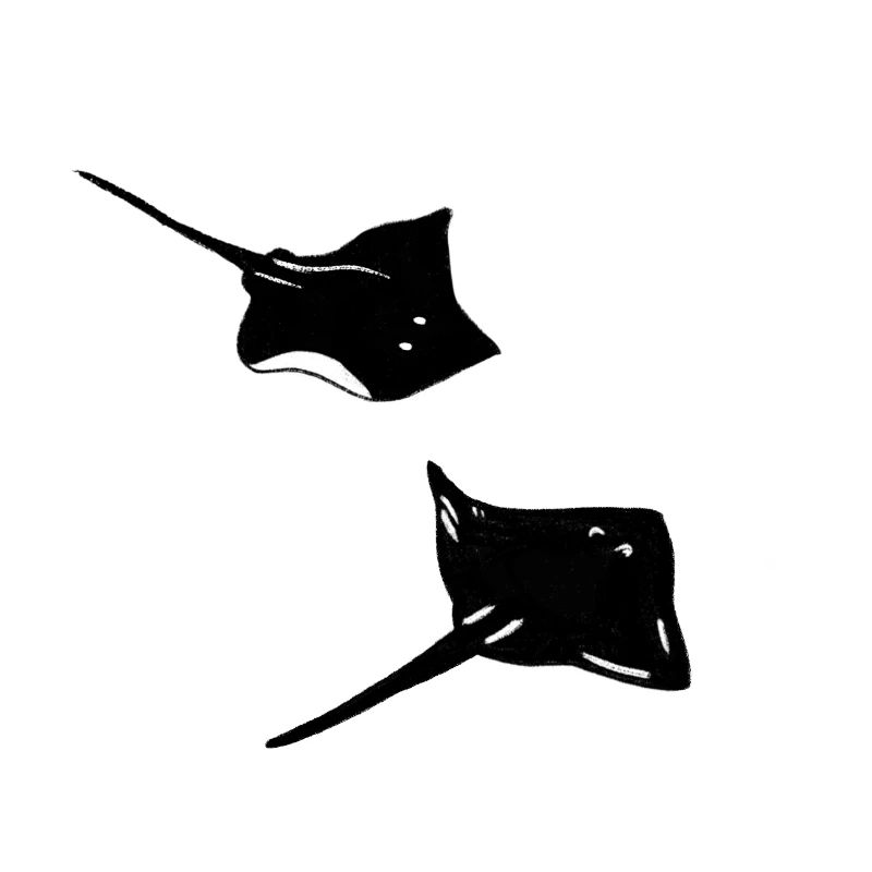 skate