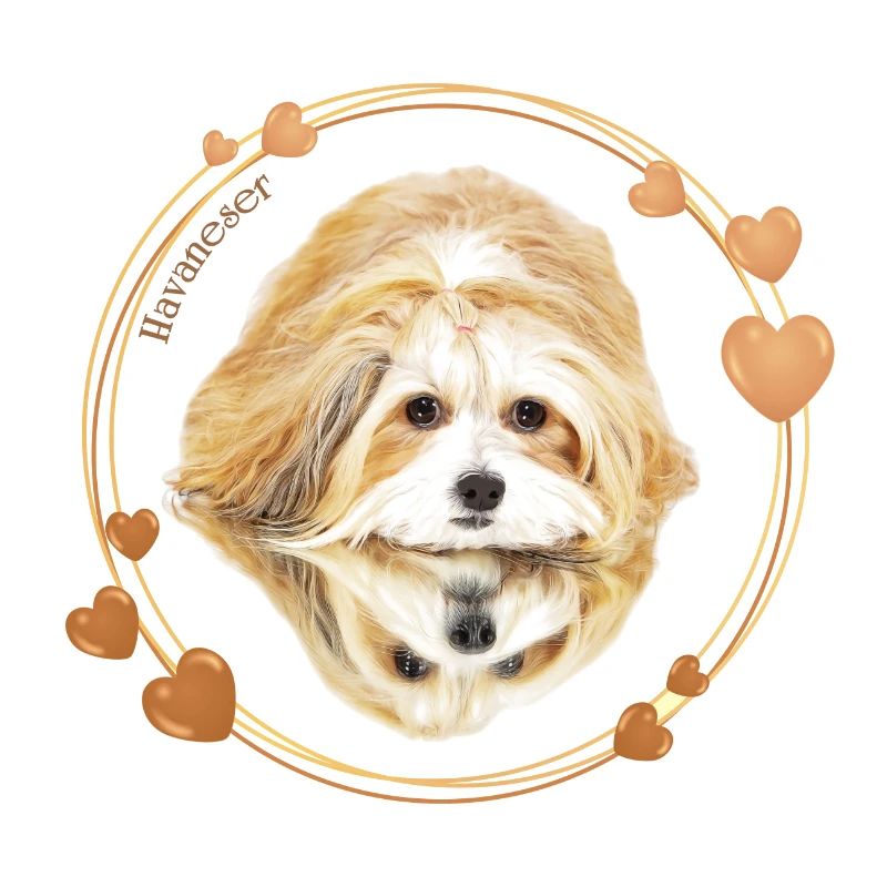 Bichon Havanais