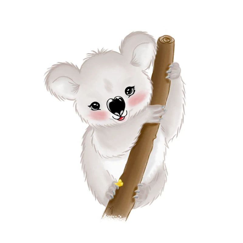 Bébé koala