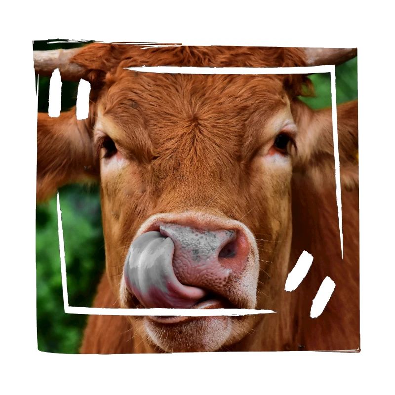 Du boeuf
