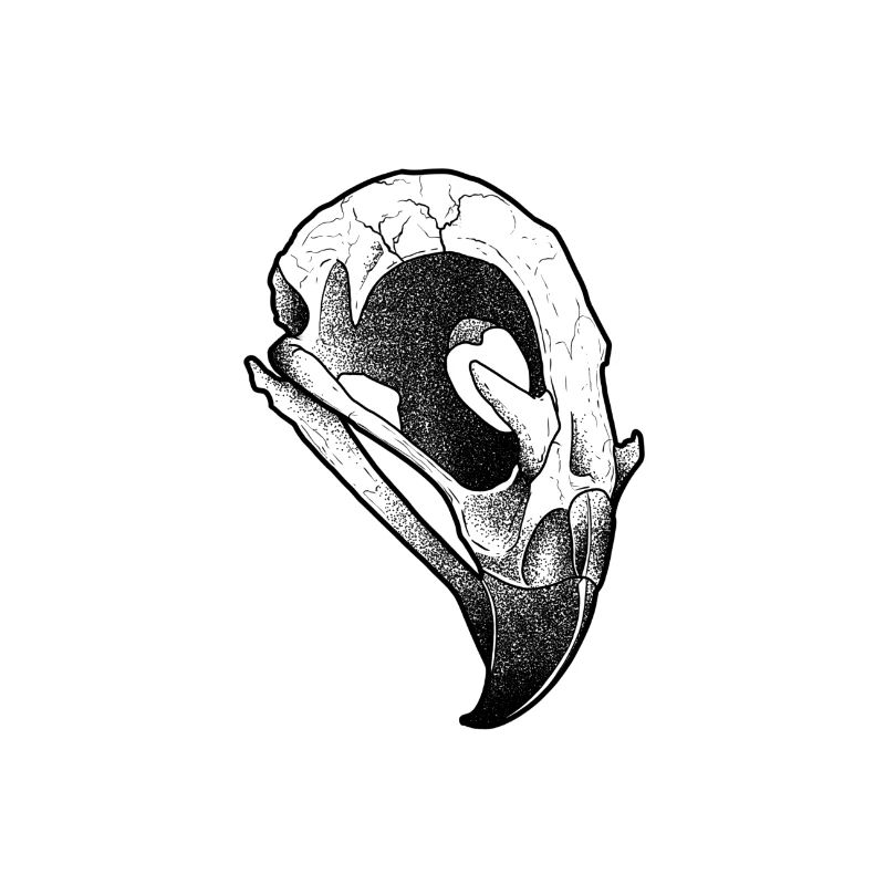 Crâne de corbeau